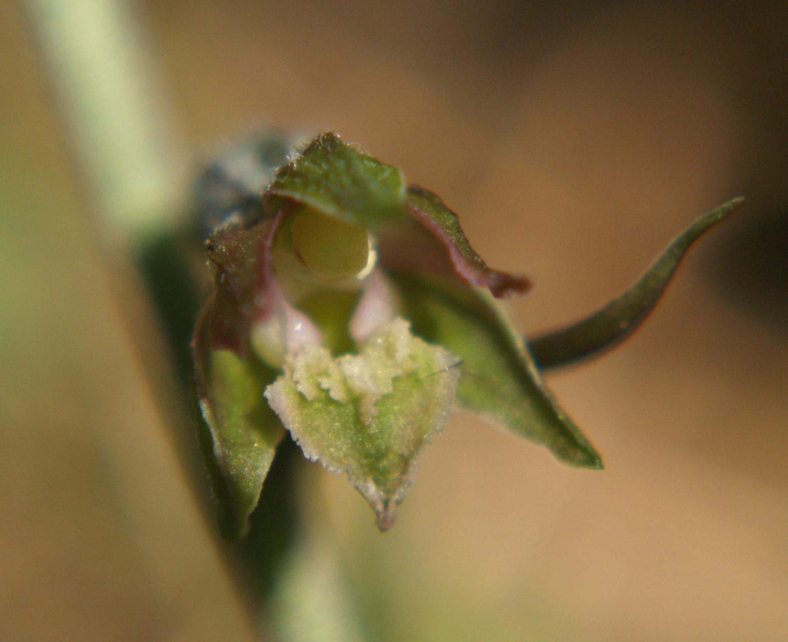 Helleborine, Tiny-leafed